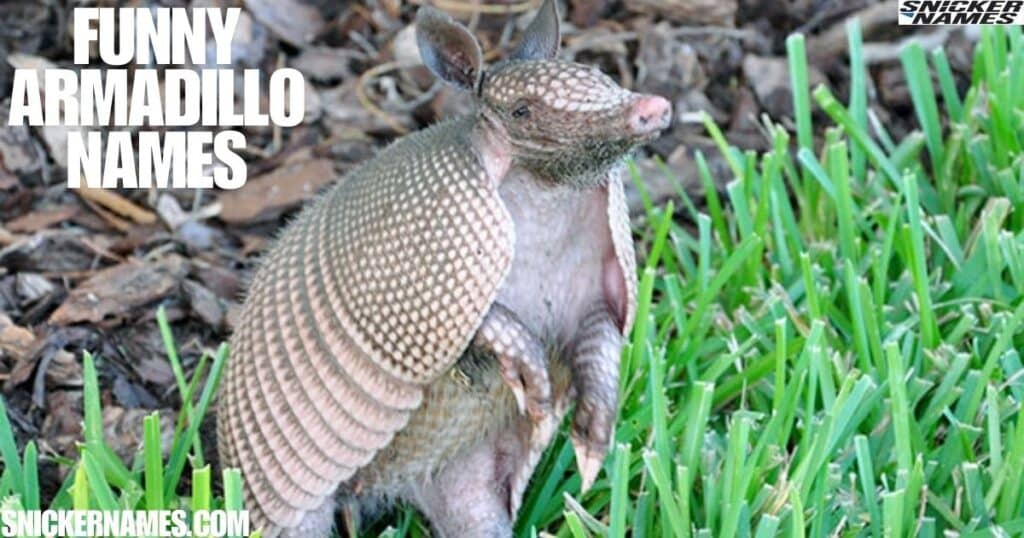 Funny Armadillo Names