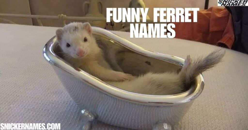 Funny Ferret Names