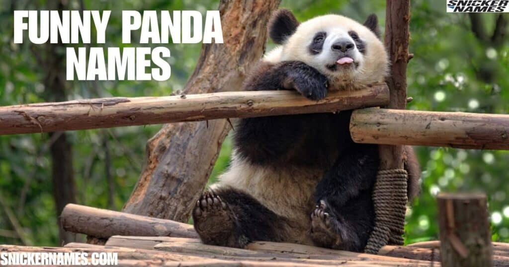 Funny Panda Names