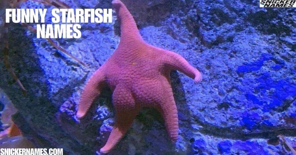 Funny Starfish Names