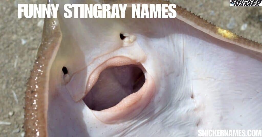 Funny Stingray Names