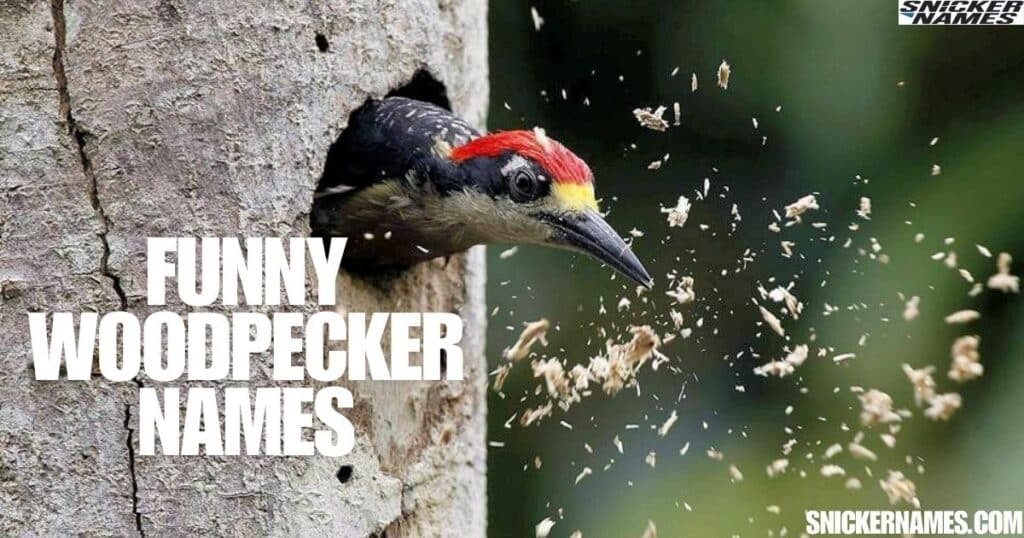 Funny Woodpecker Names