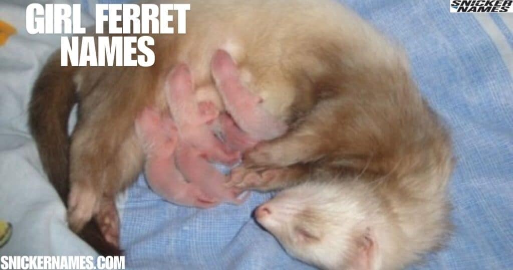 Girl Ferret Names