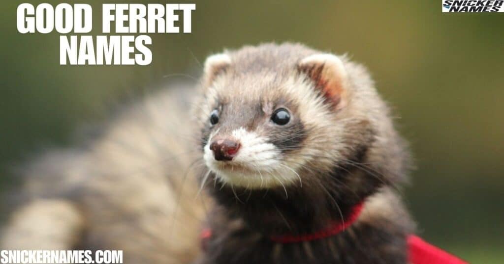 Good Ferret Names