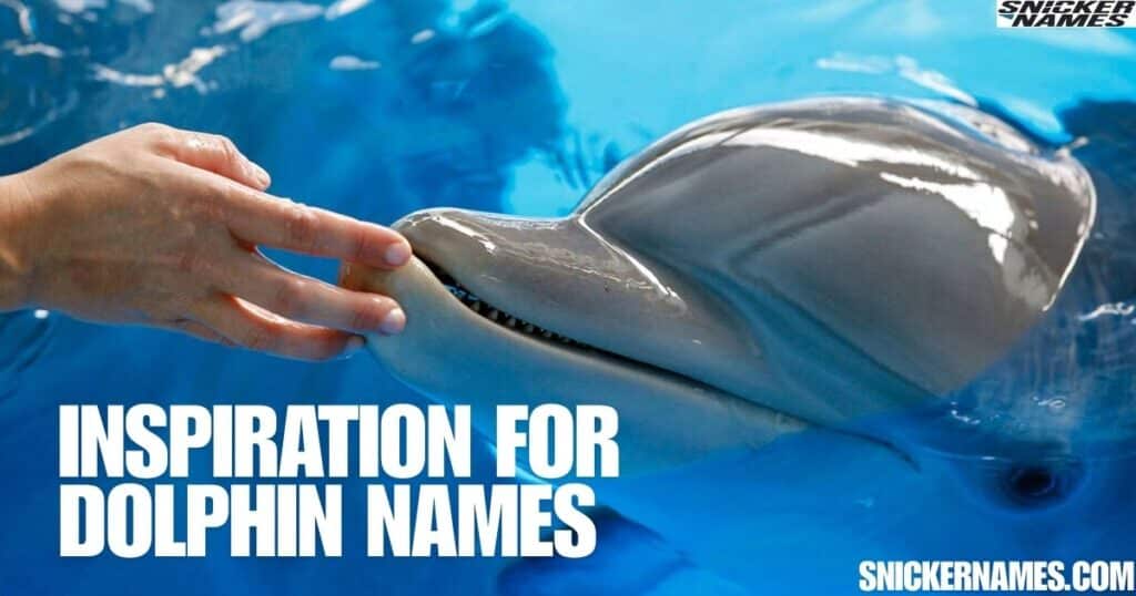  Inspiration for Dolphin Names