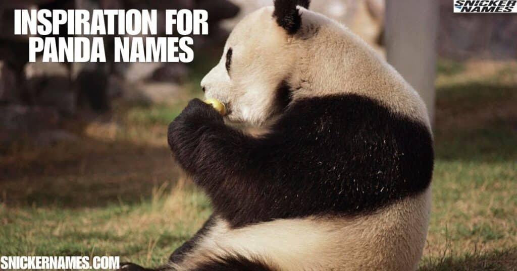 Inspiration for Panda Names