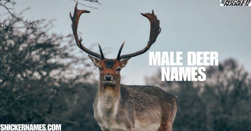 Male Deer Names