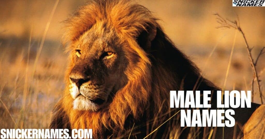 Male Lion Names 