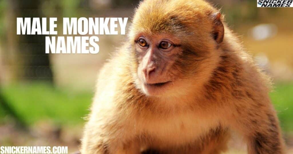 Male Monkey Names