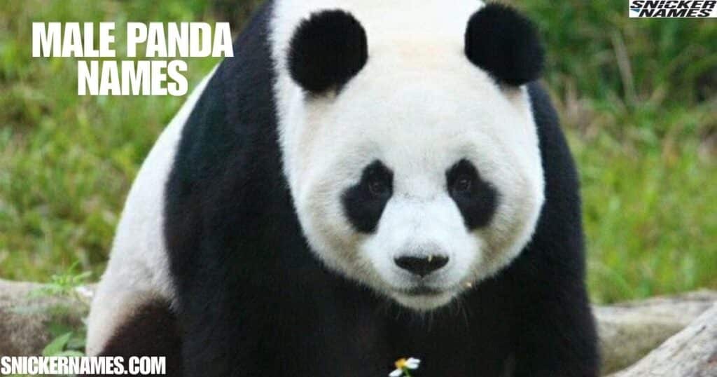 Male Panda Names