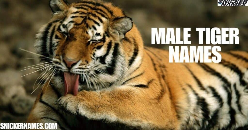 Male Tiger Names