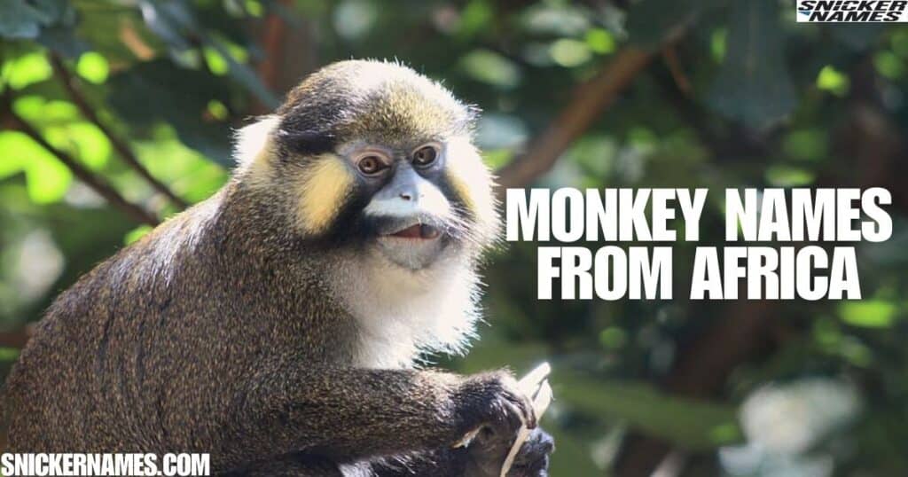 Monkey Names From Africa