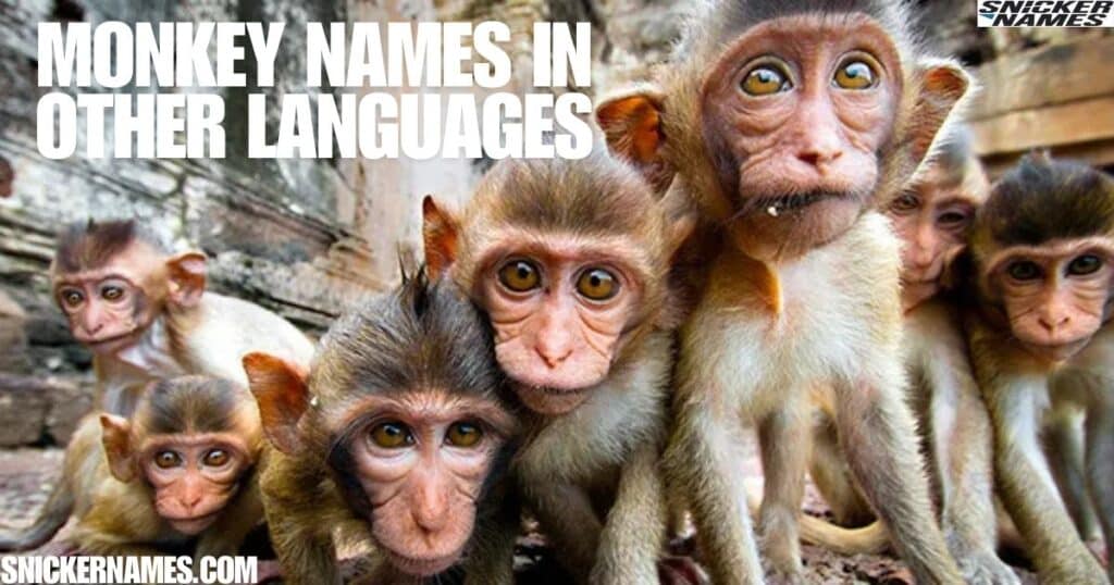 Monkey Names in Other Languages