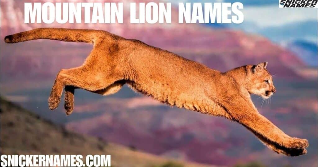 Mountain Lion Names 