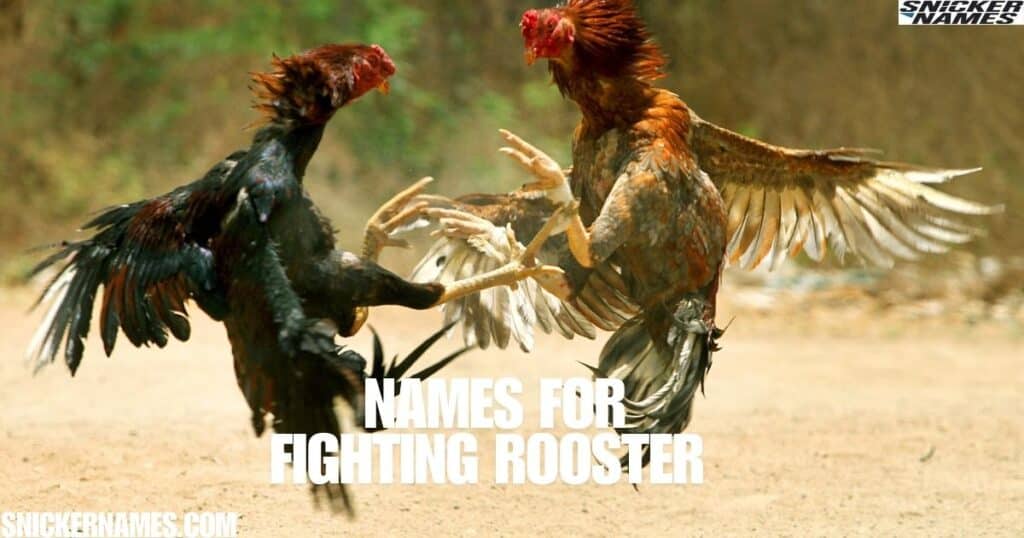 Names For Fighting Rooster 