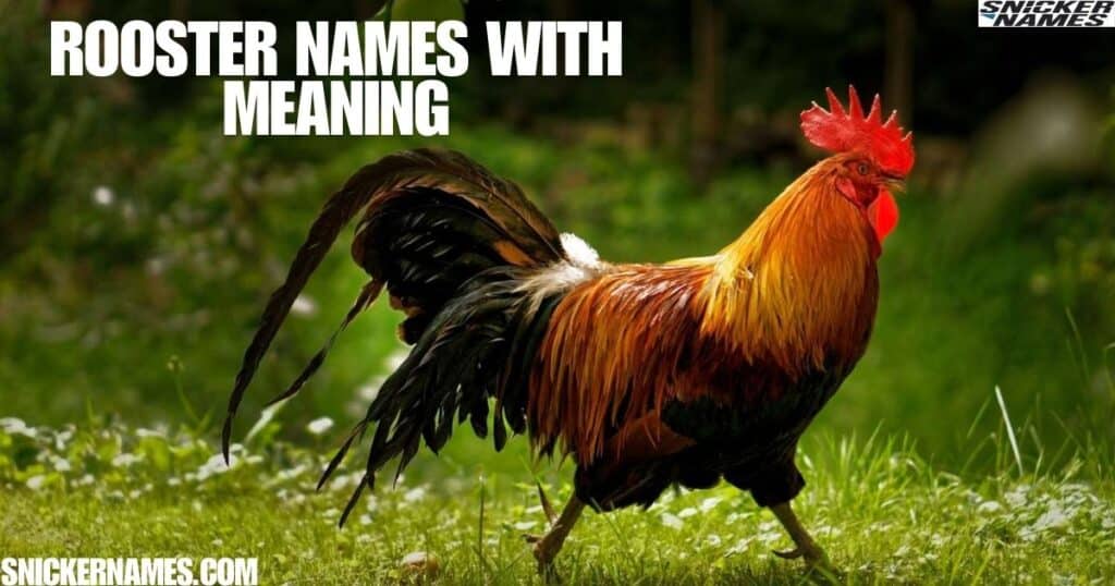 Rooster Names With Meaning