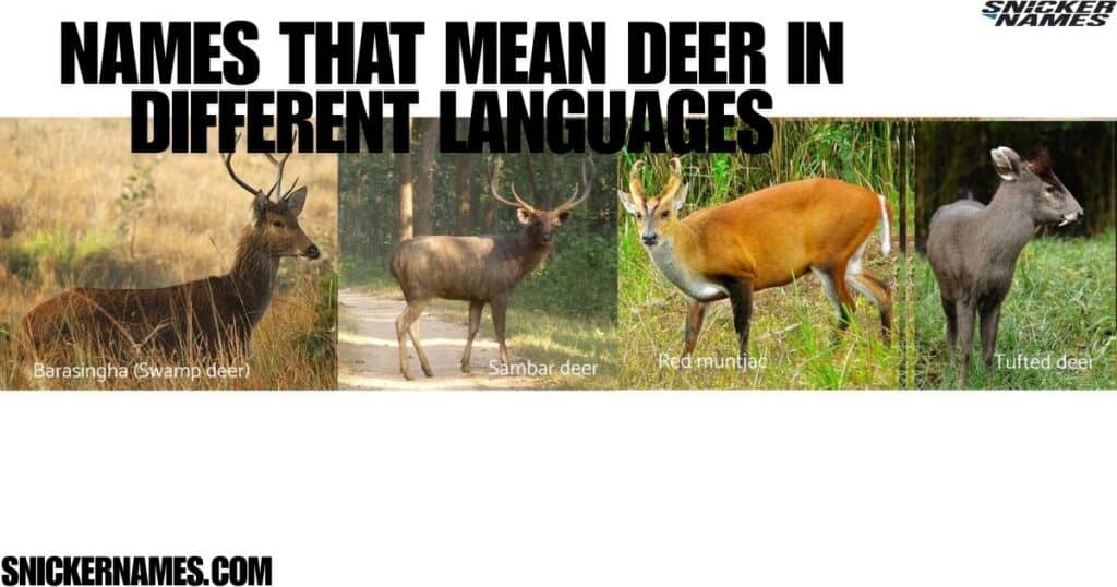 Names That Mean Deer in Different Languages