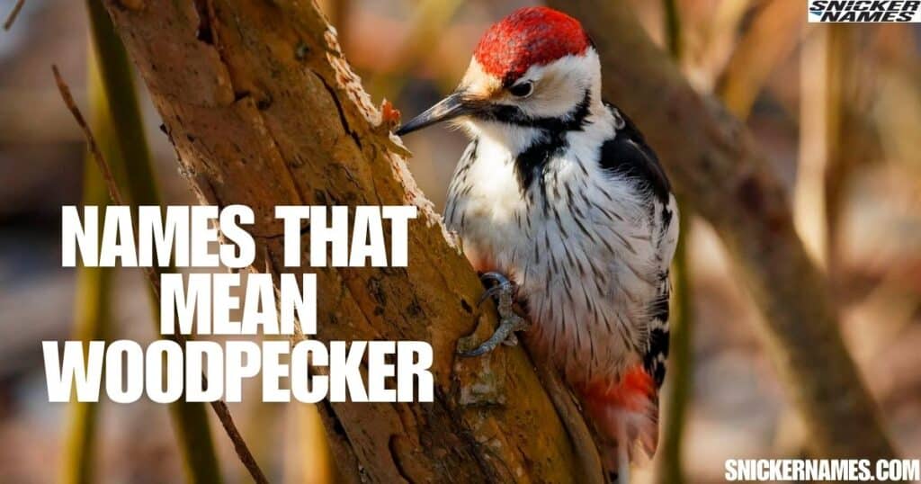 Names That Mean Woodpecker