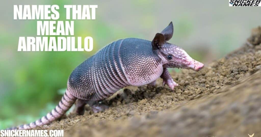 Names that Mean Armadillo