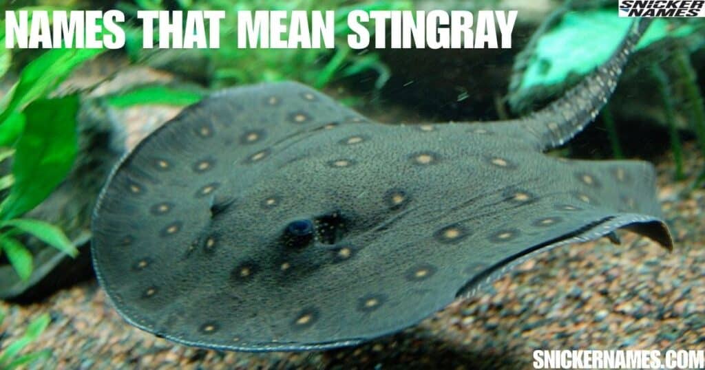 Names that Mean Stingray