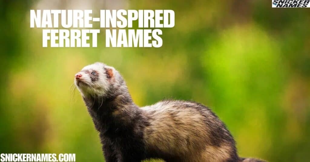 Nature-Inspired Ferret Names