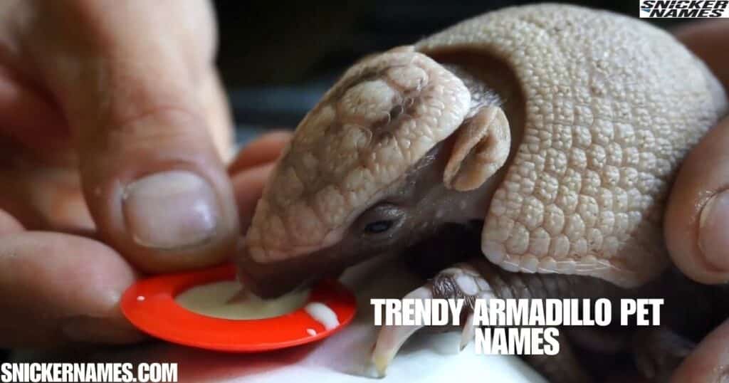 Trendy Armadillo Pet Names