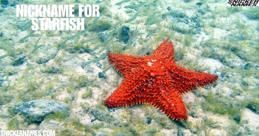 Nickname for Starfish