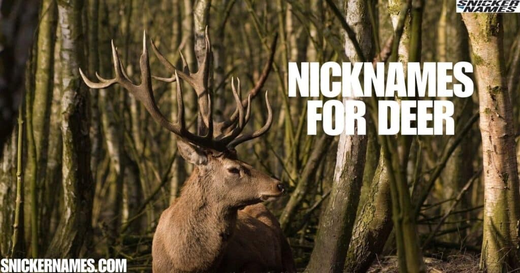 Nicknames for Deer