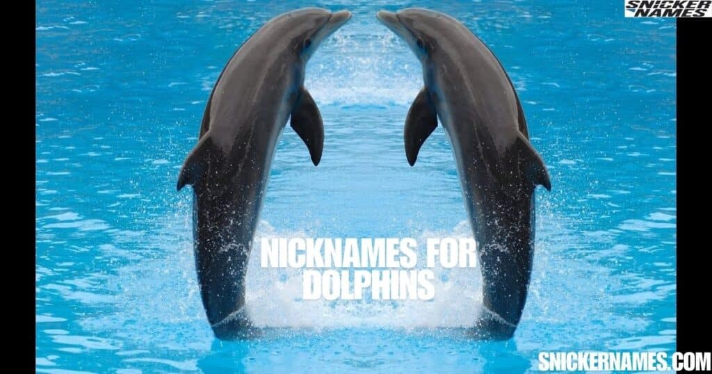 Nicknames for Dolphins