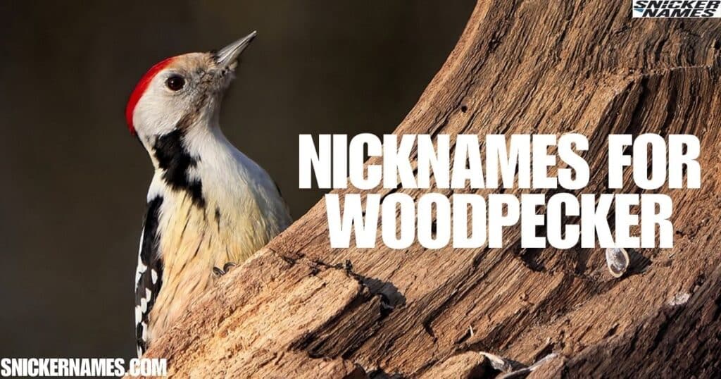 Nicknames for Woodpecker