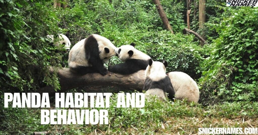 Panda Habitat and Behavior