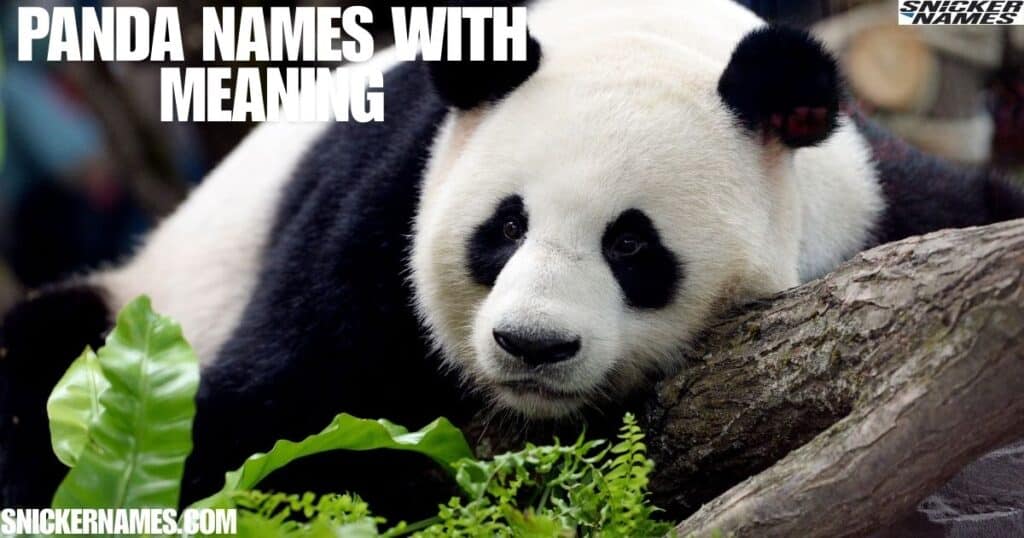 Panda Names With Meaning