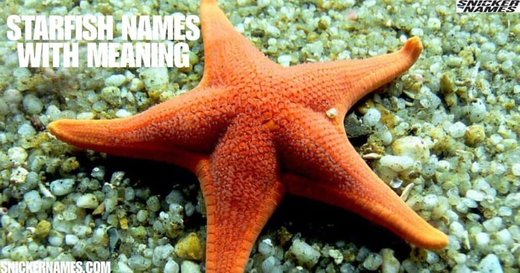 Starfish Names With Meaning