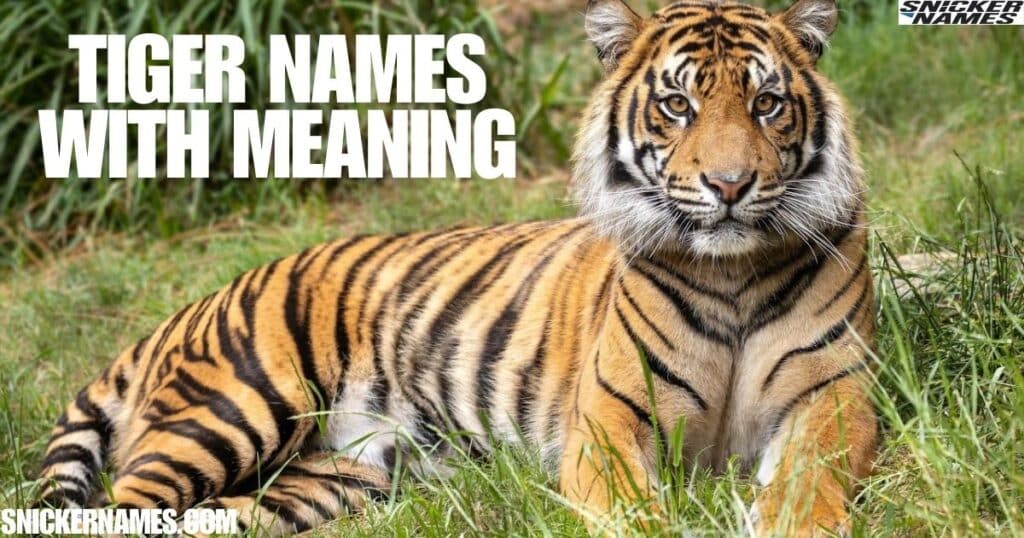 Tiger Names With Meaning