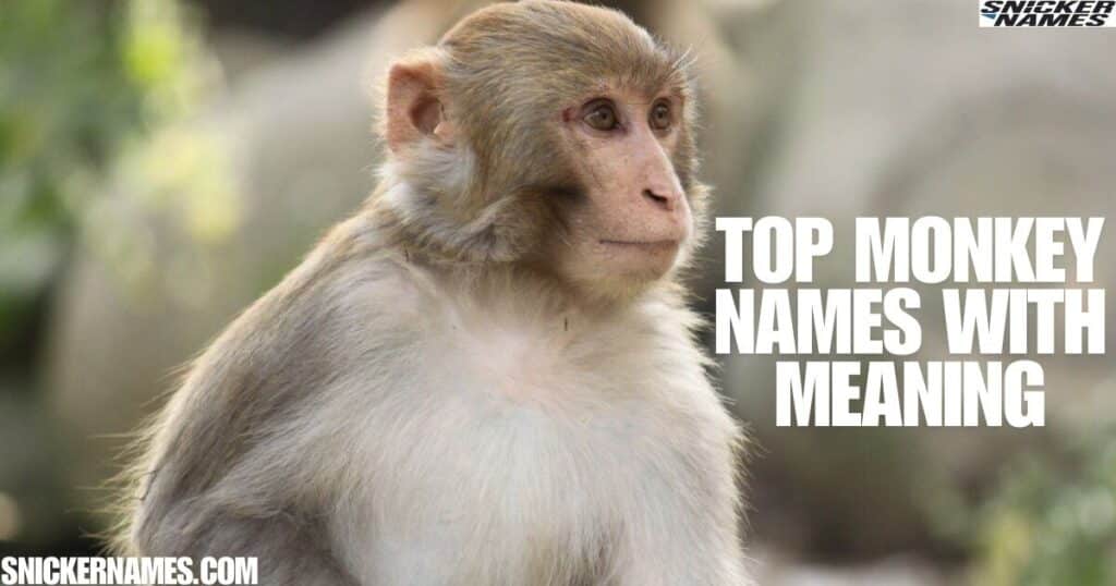 Top Monkey Names With Meaning