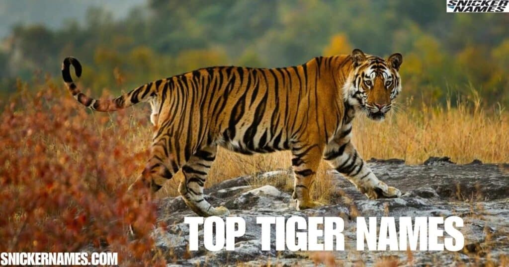 Top Tiger Names