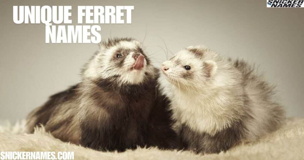 Unique Ferret Names