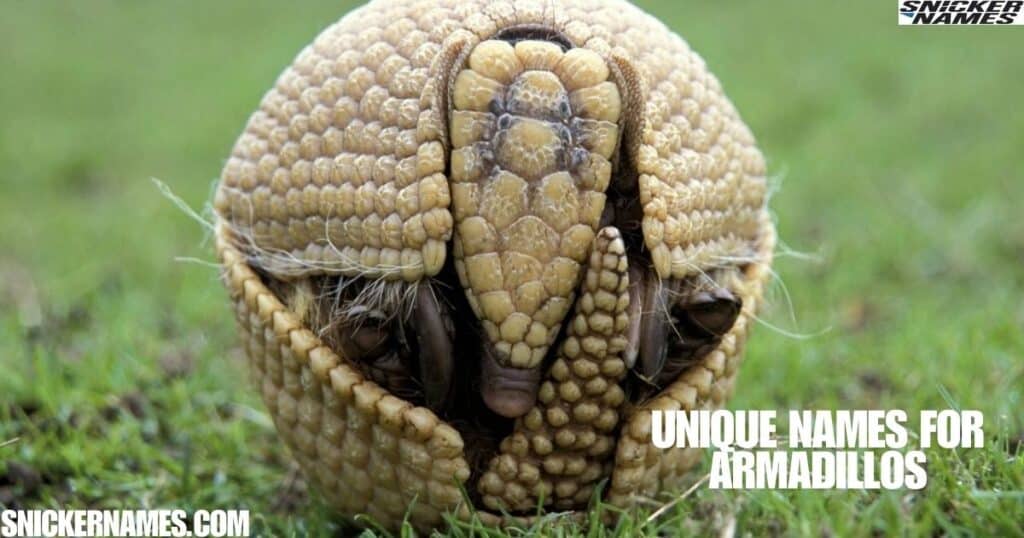 Unique Names for Armadillos