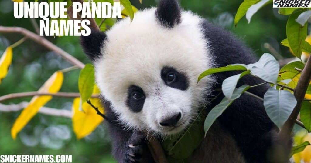  Unique Panda Names