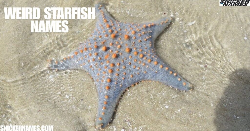 Weird Starfish Names