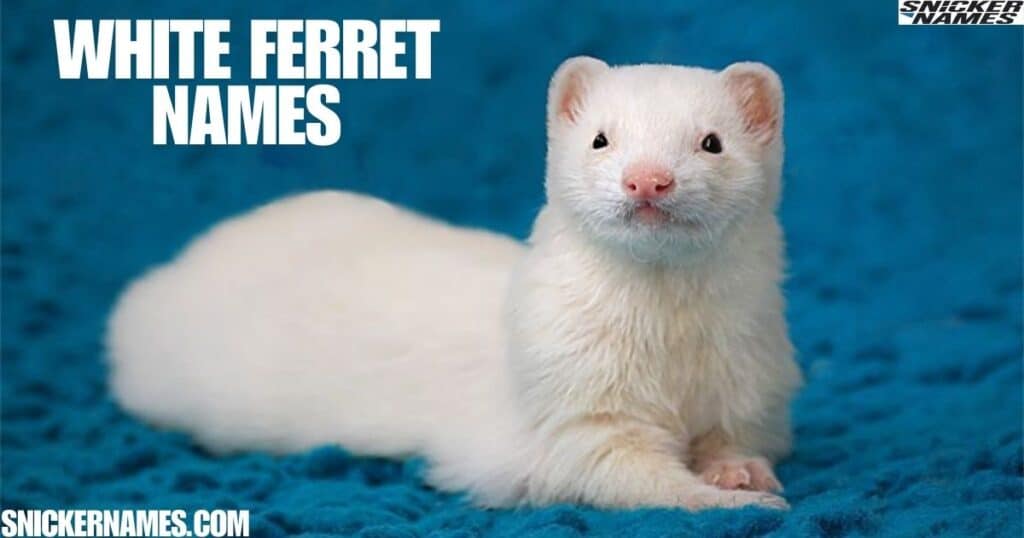 White Ferret Names