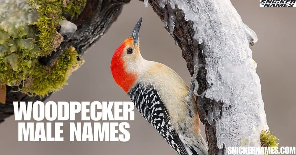 Woodpecker Male Names